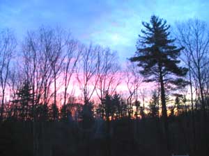 Dawn in the trees